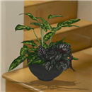 /fileuploads/Produtos/Plantas Naturais/thumb__Isisflor_Composicao_de_Plantas_01.png